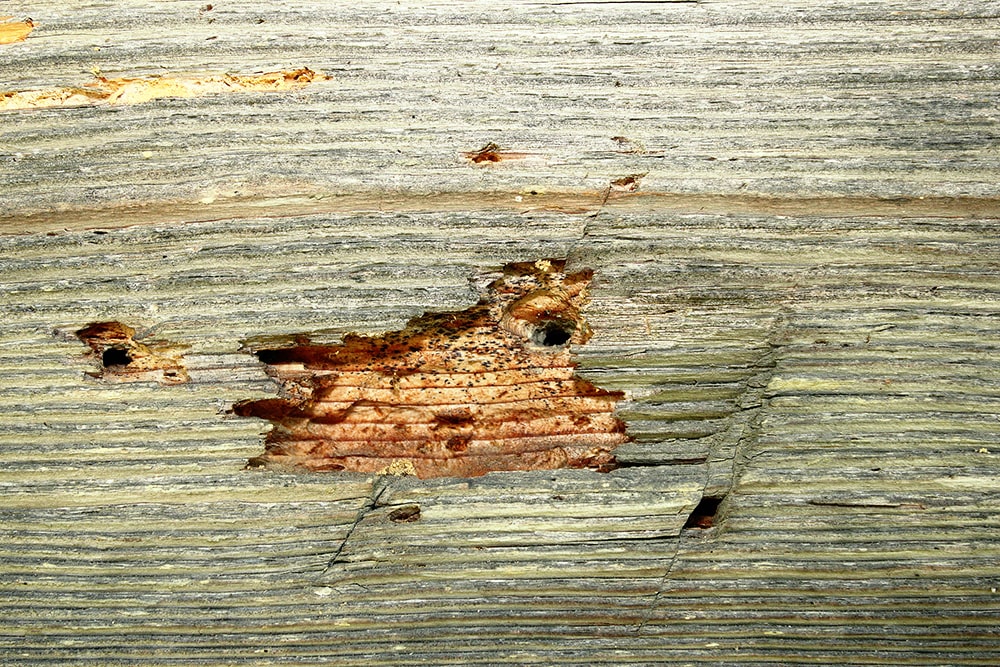 Traitement bois insectes champignons sur poutres, charpentes