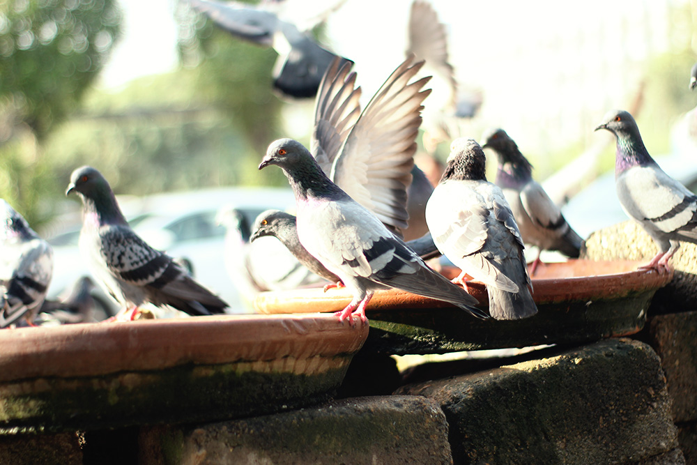 Pics anti oiseaux et pigeons en acier inoxydable - Pics anti pigeons pour  balcon pour le balcon,le toit et les fenêtres, Pics de protection pour