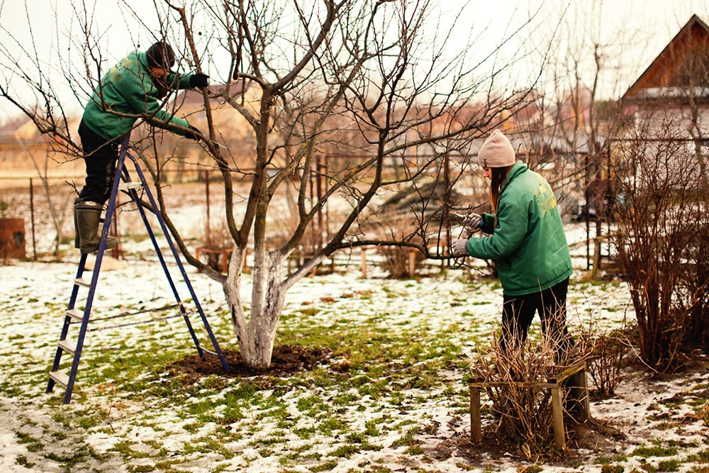 Jardinage : comment bien préparer son jardin pour l'hiver ?
