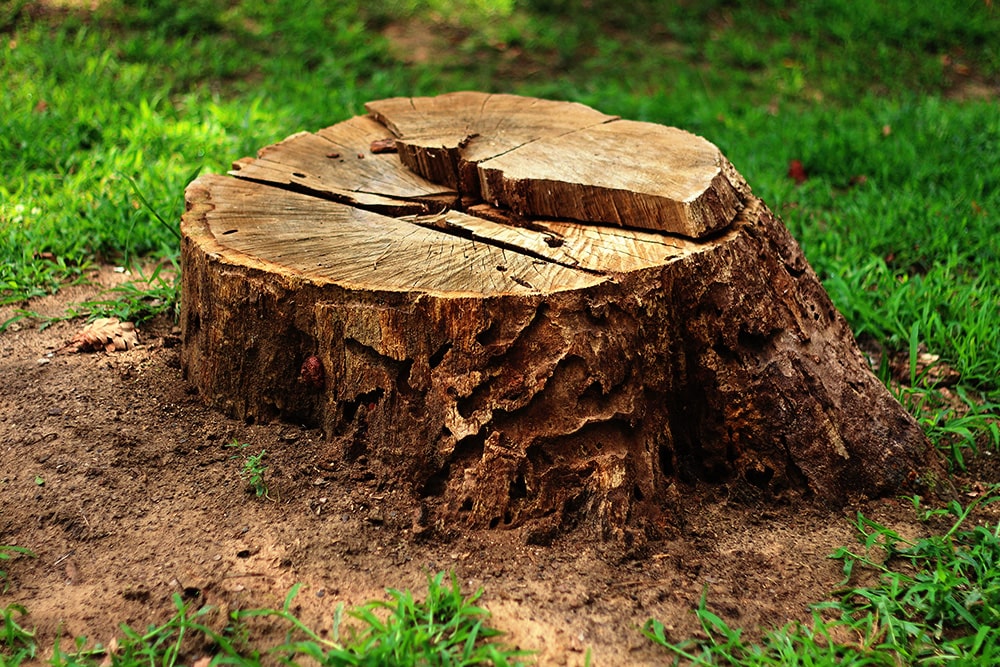 Prix d'enlèvement d'une souche d'arbre : coût selon le diamètre