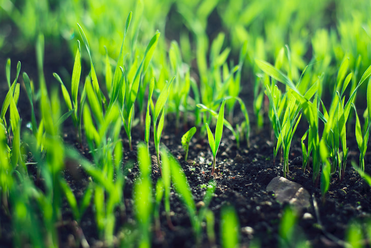 Comment semer de la pelouse ? Un nouveau gazon en 5 étapes