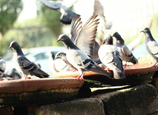 Pics anti-Pigeons : la solution efficace pour les faire fuir ?