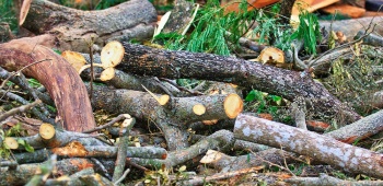 4 manières de enlever des souches d'arbres - wikiHow
