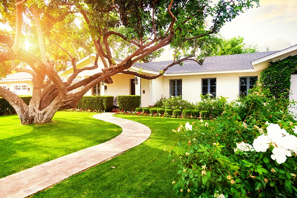 Arbre devant la maison