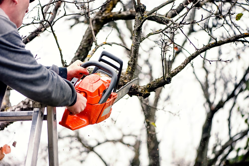 Prix de l'élagage d'un arbre