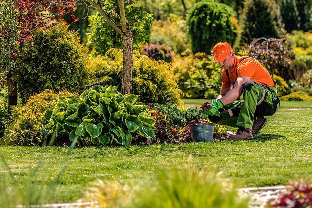 Prix pour l'entretien d'un jardin