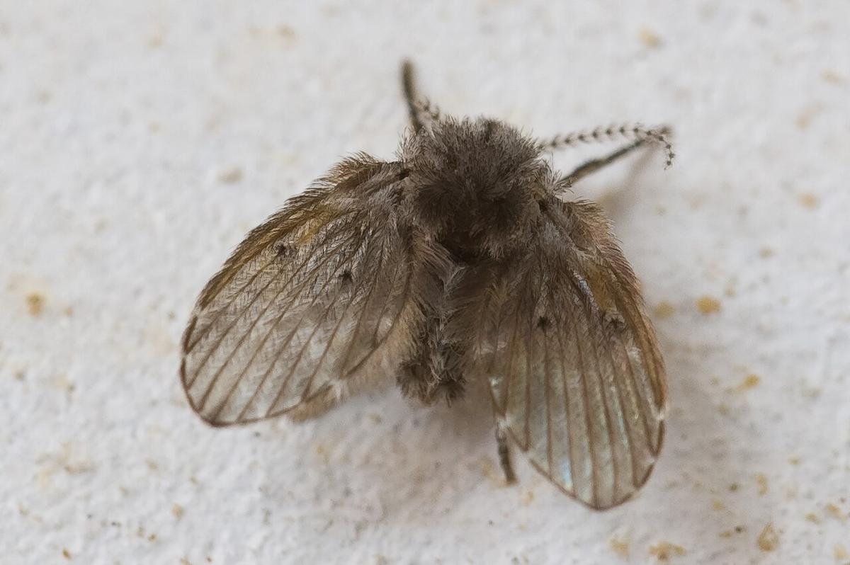 Mouches papillons : comment s'en débarrasser ?
