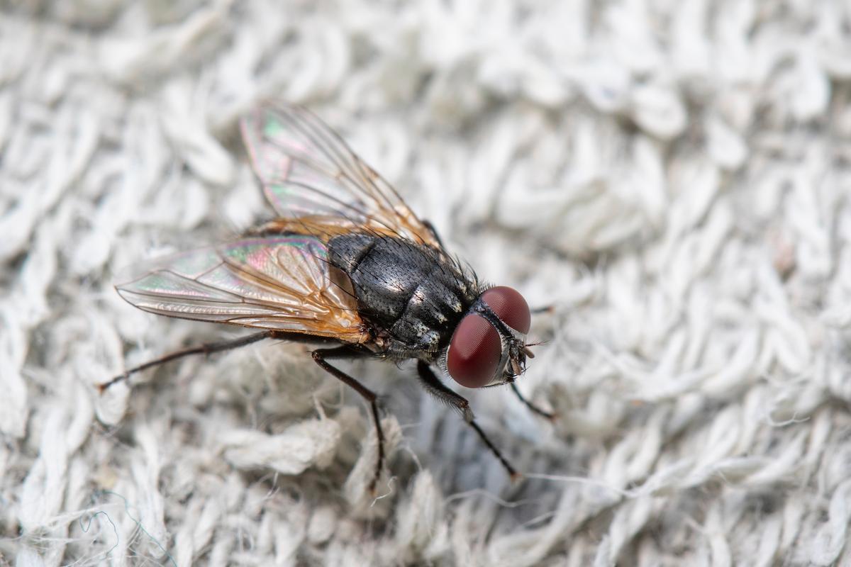 Comment se débarrasser de mouches dans une maison ?
