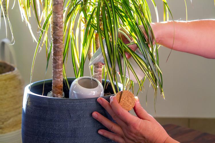 oyas-plante-ootravaux