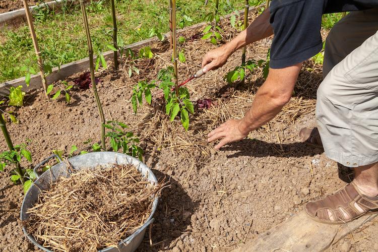 paillage-plantes-ootravaux