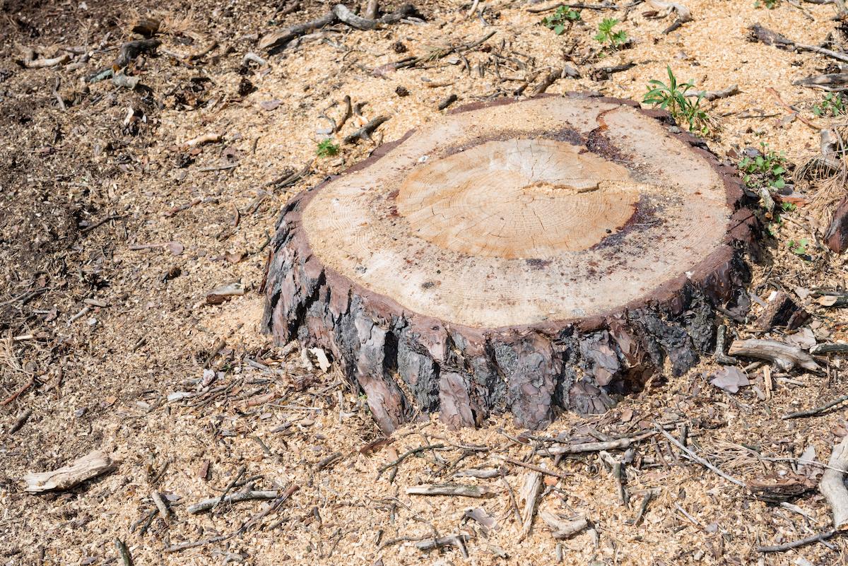 Les meilleures techniques pour enlever ou détruire une souche d'arbre
