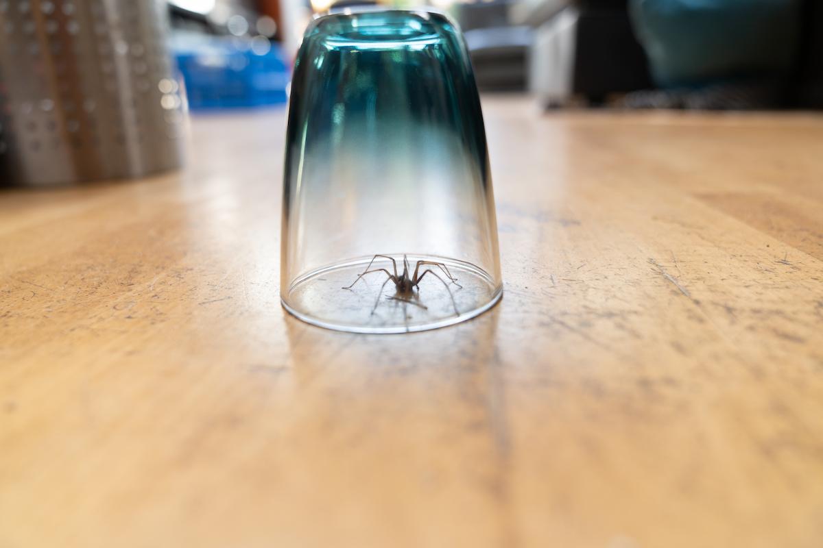 Les meilleures techniques pour éloigner les araignées de la maison