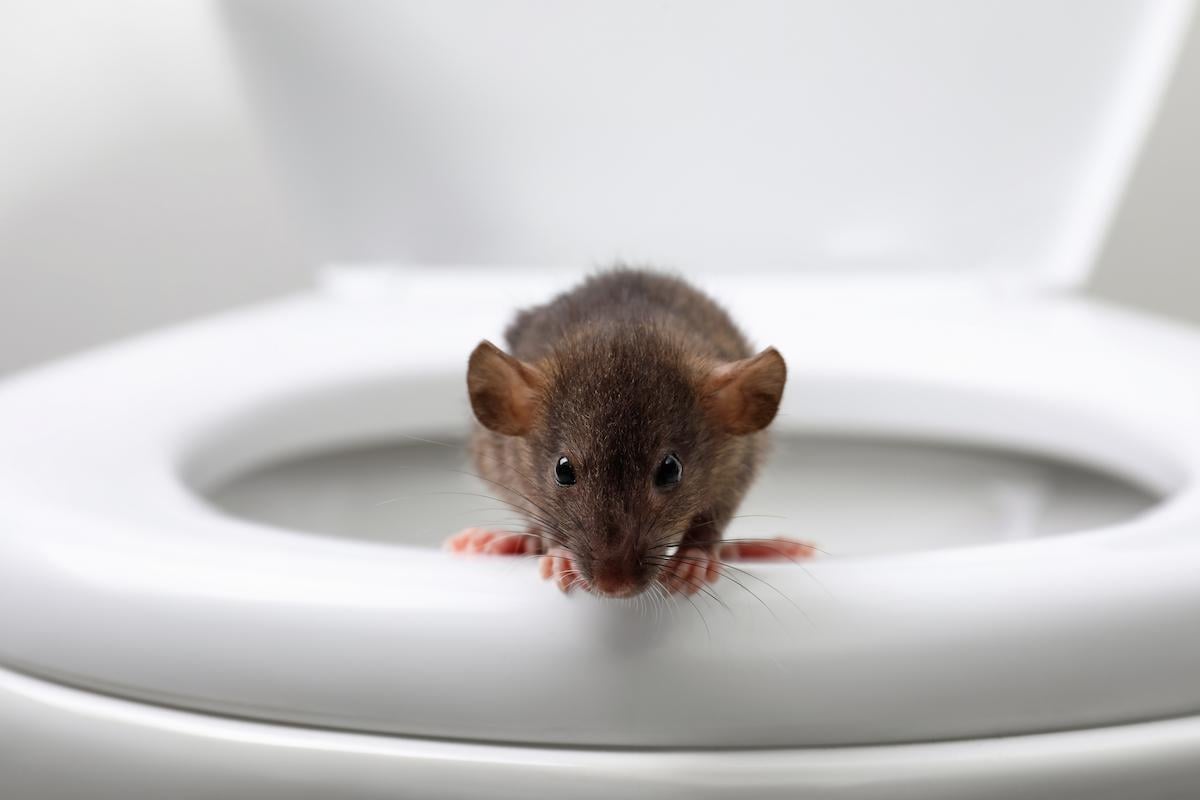 detecter-presence-souris