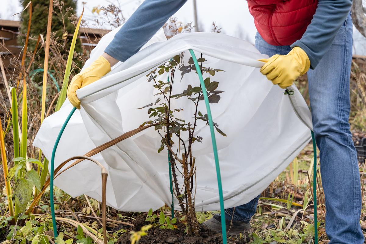 Plante recouverte pour l'hiver dans le jardin.