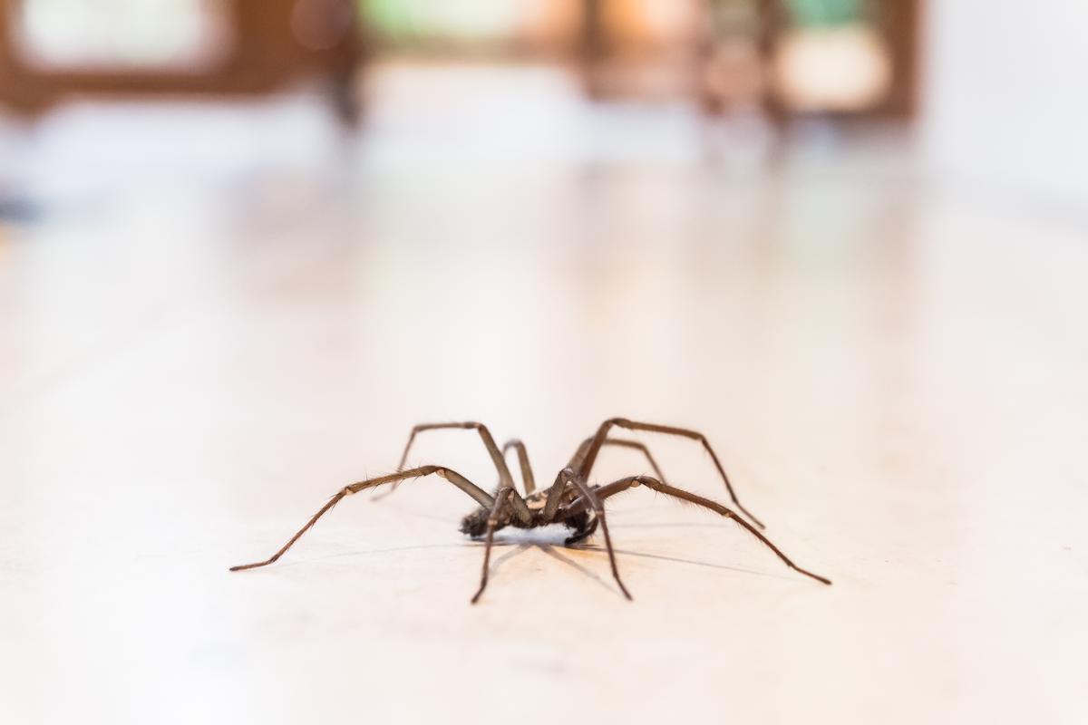 Araignée sur carrelage
