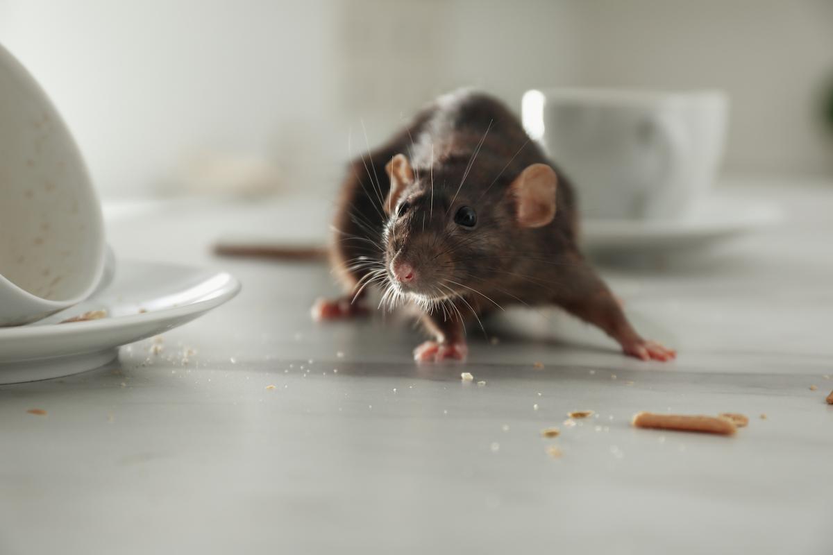 rat-sur-table