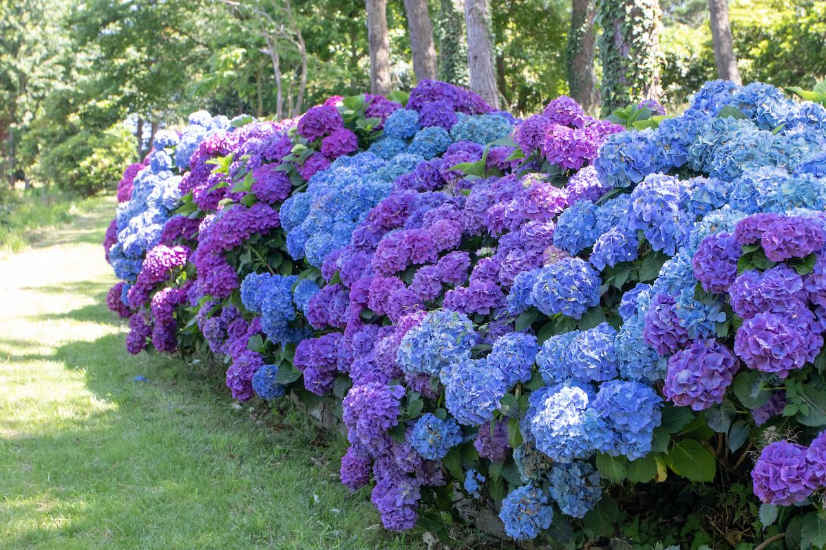 Hortensias-pelouse