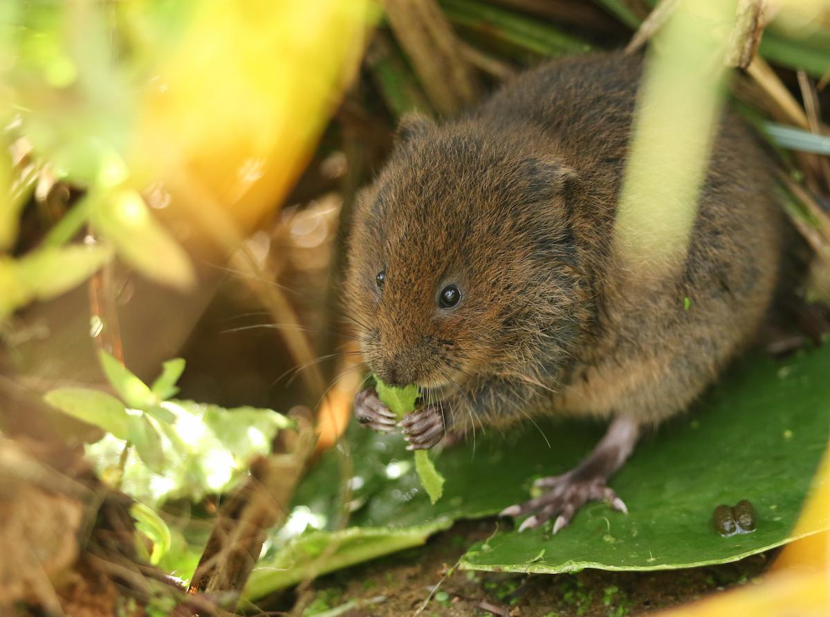 rat-taupier-grignote-feuille