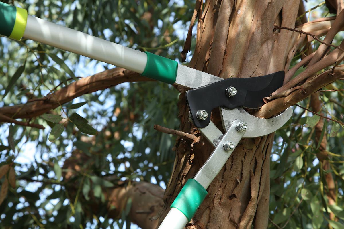 secateur coupe une branche d'arbre