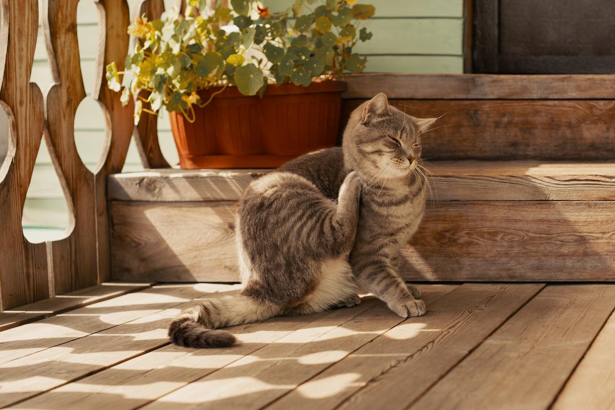 puces de parquet chez nos amis les chats