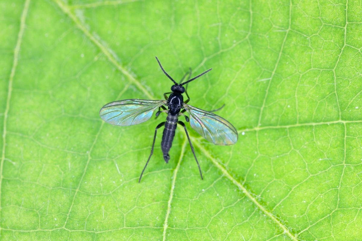mouche-de-terre-feuille