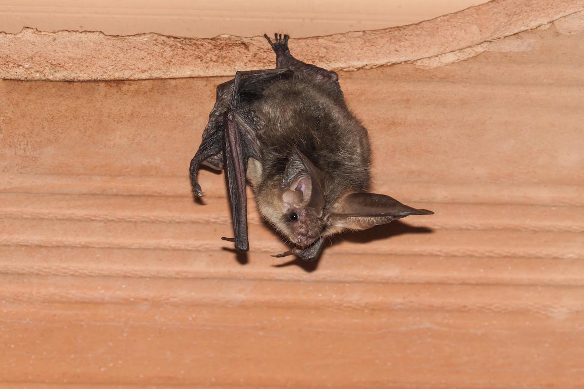 chauve souris dans les combles