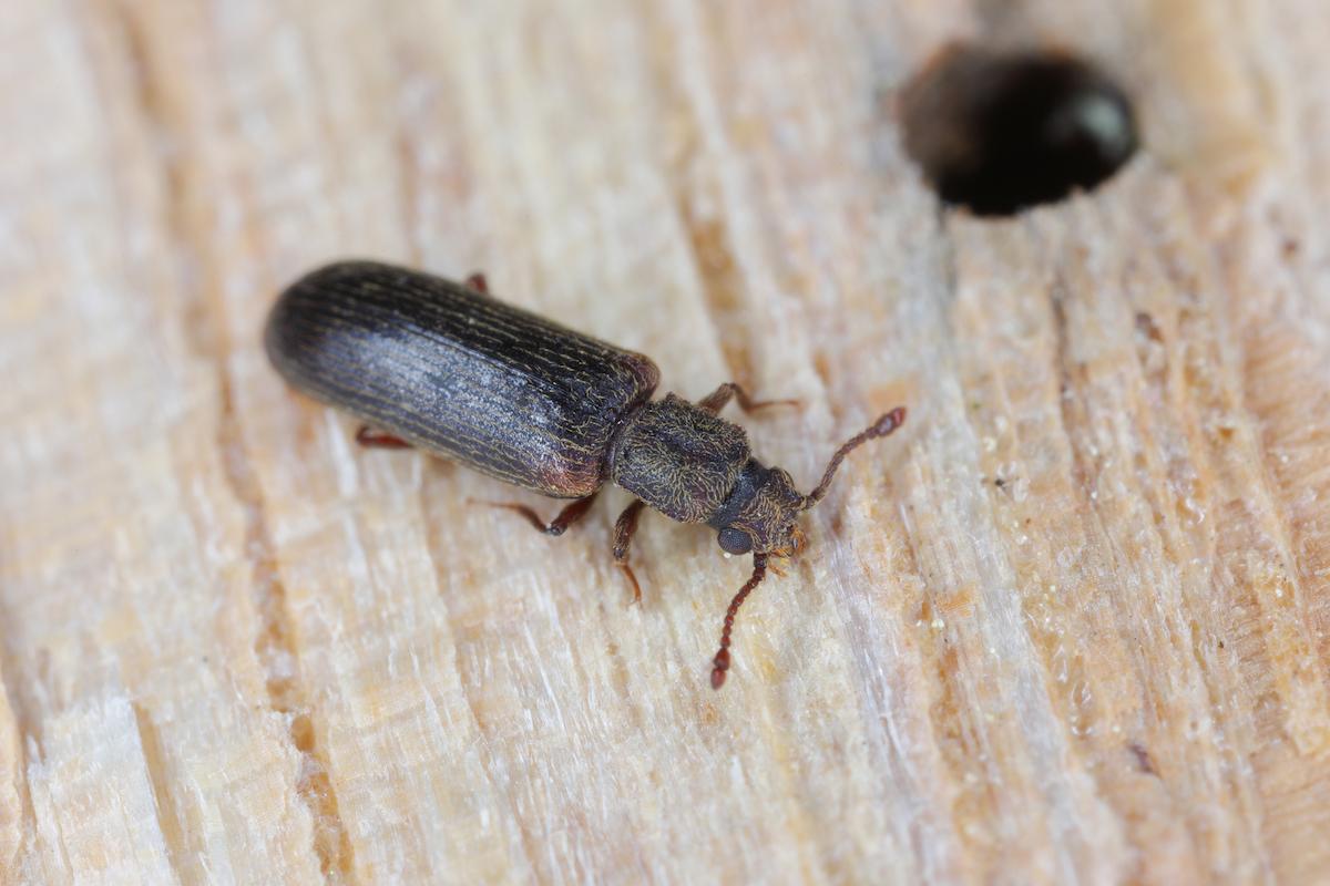 Comment se débarasser du lyctus ?