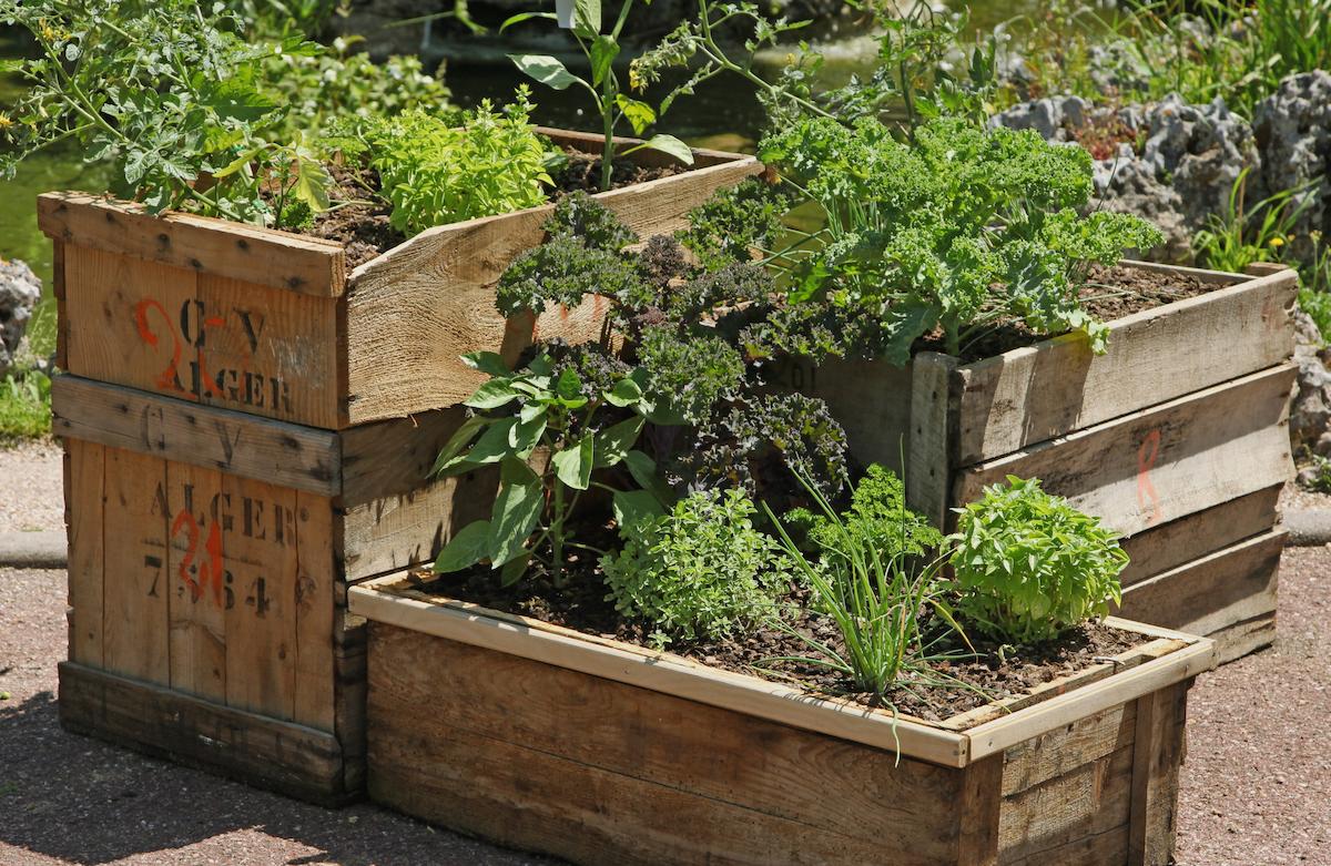 carré potager