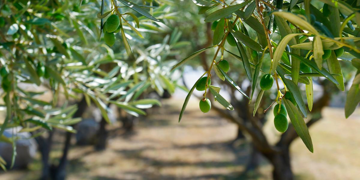 Oliviers dans un jardin