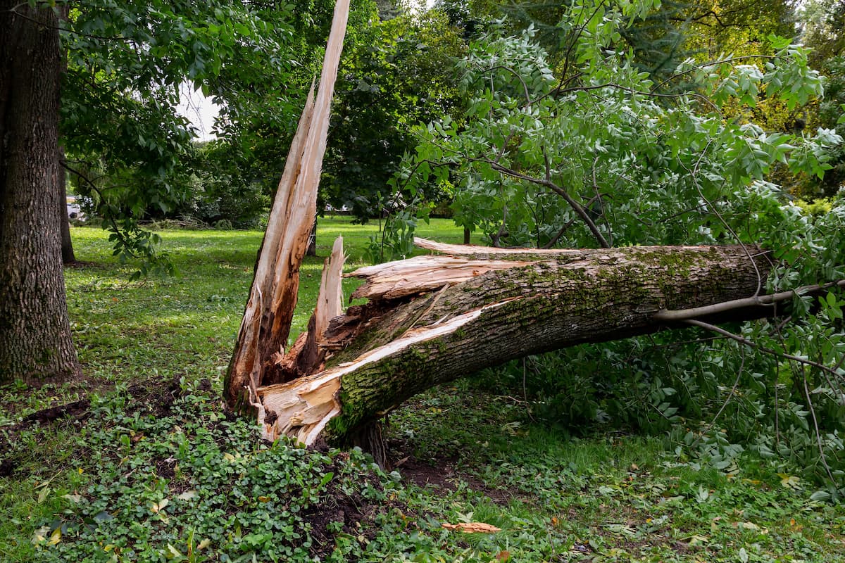 chute d'un arbre dans votre jardin que faire 