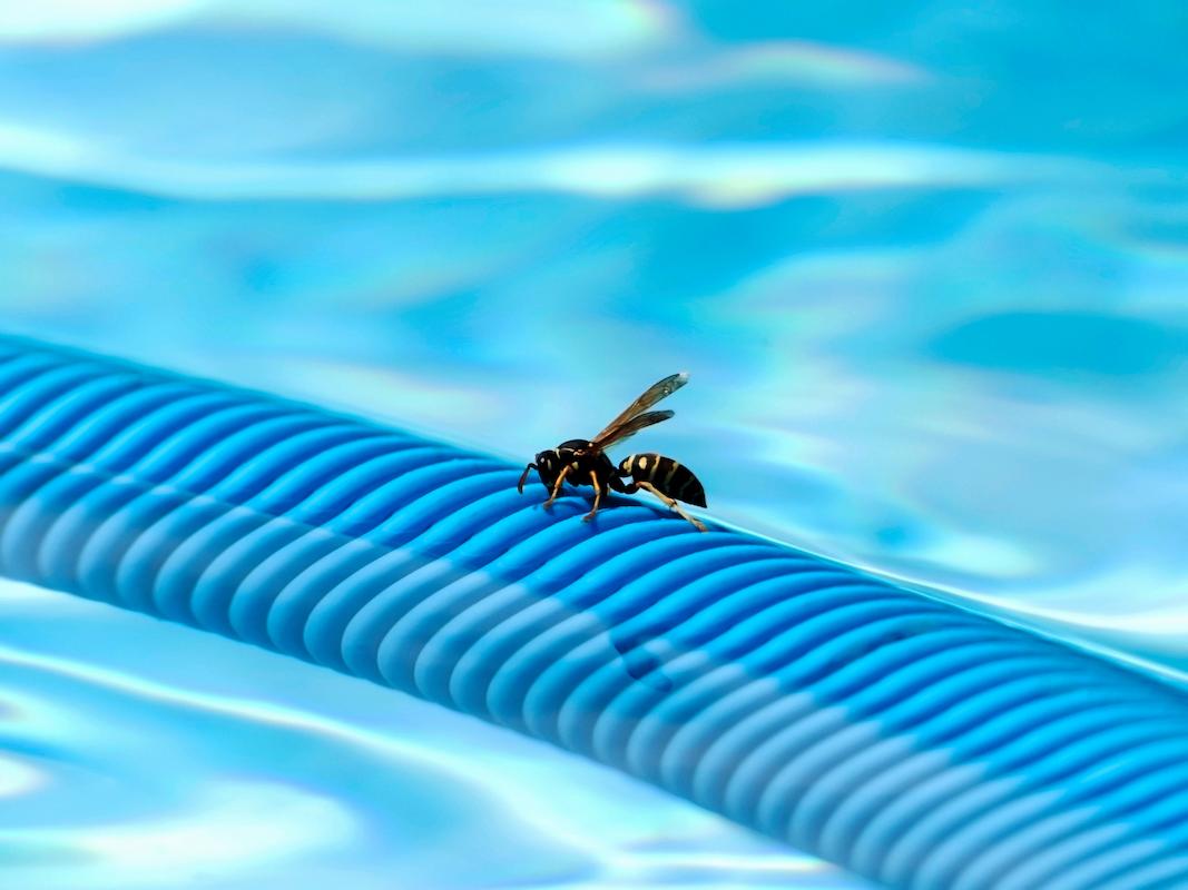 les insectes près de la piscine
