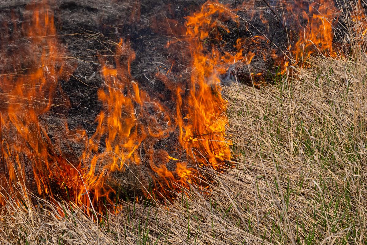 incendie dans jardin