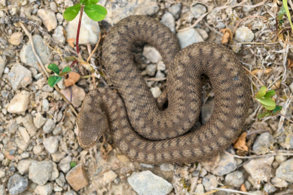 serpent 