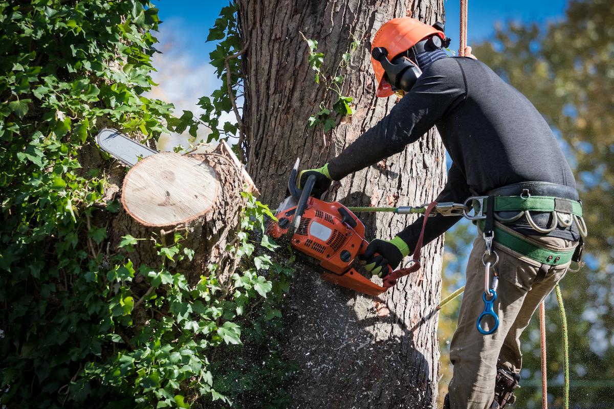 Abattre un arbre dangereux en toute sécurité