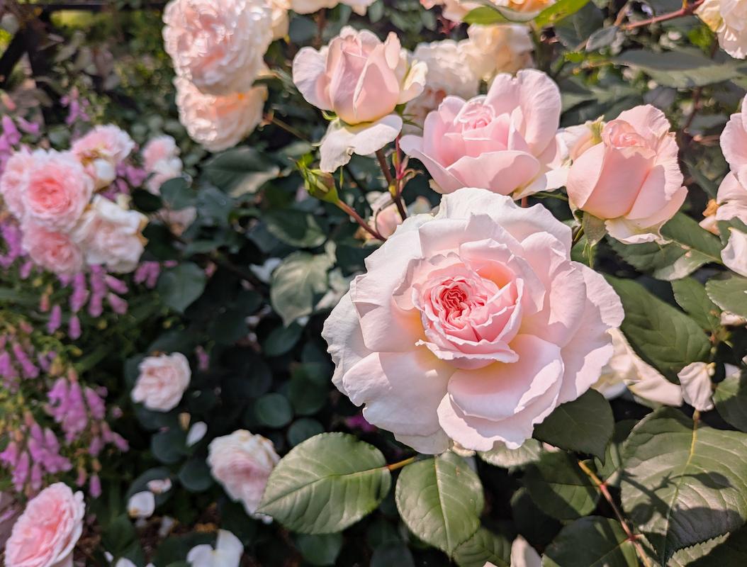 English roses fleuries
