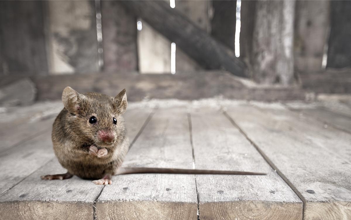 Souris dans un grenier