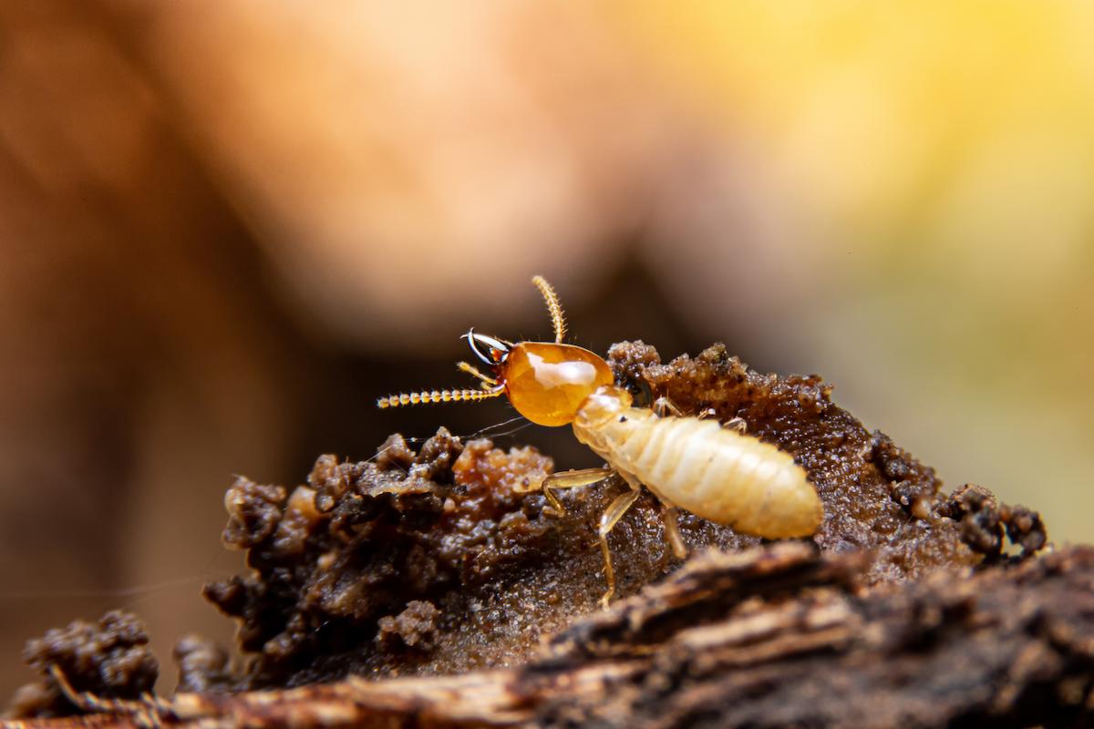Gros plan de termite