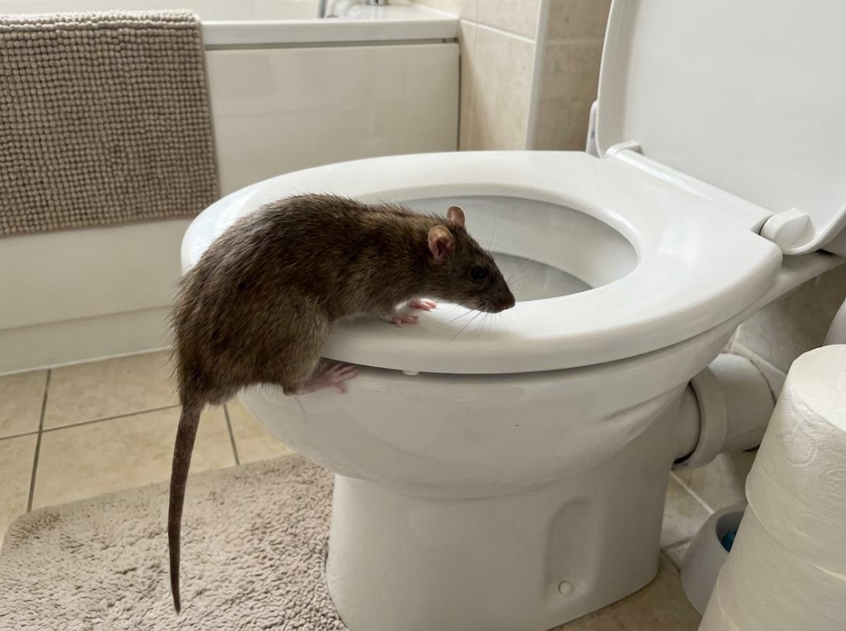 rat qui remonte les canalisations des toilettes