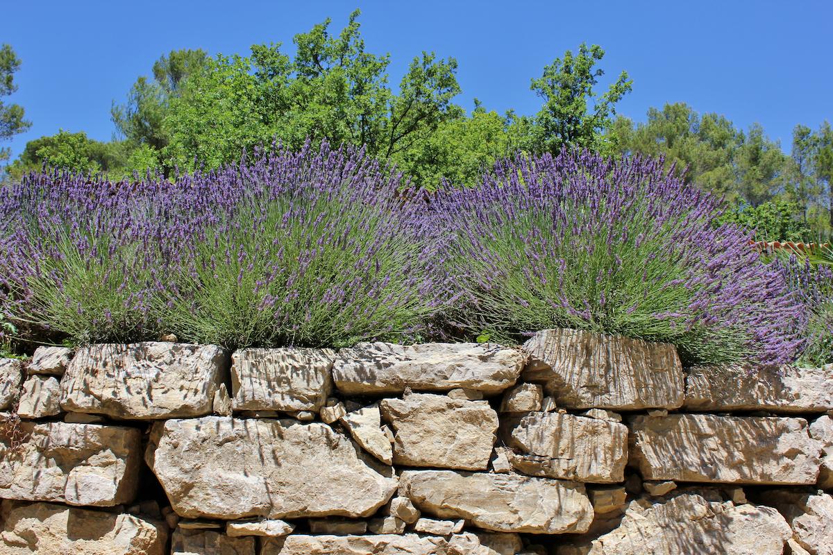mur-pierre-seche-lavande