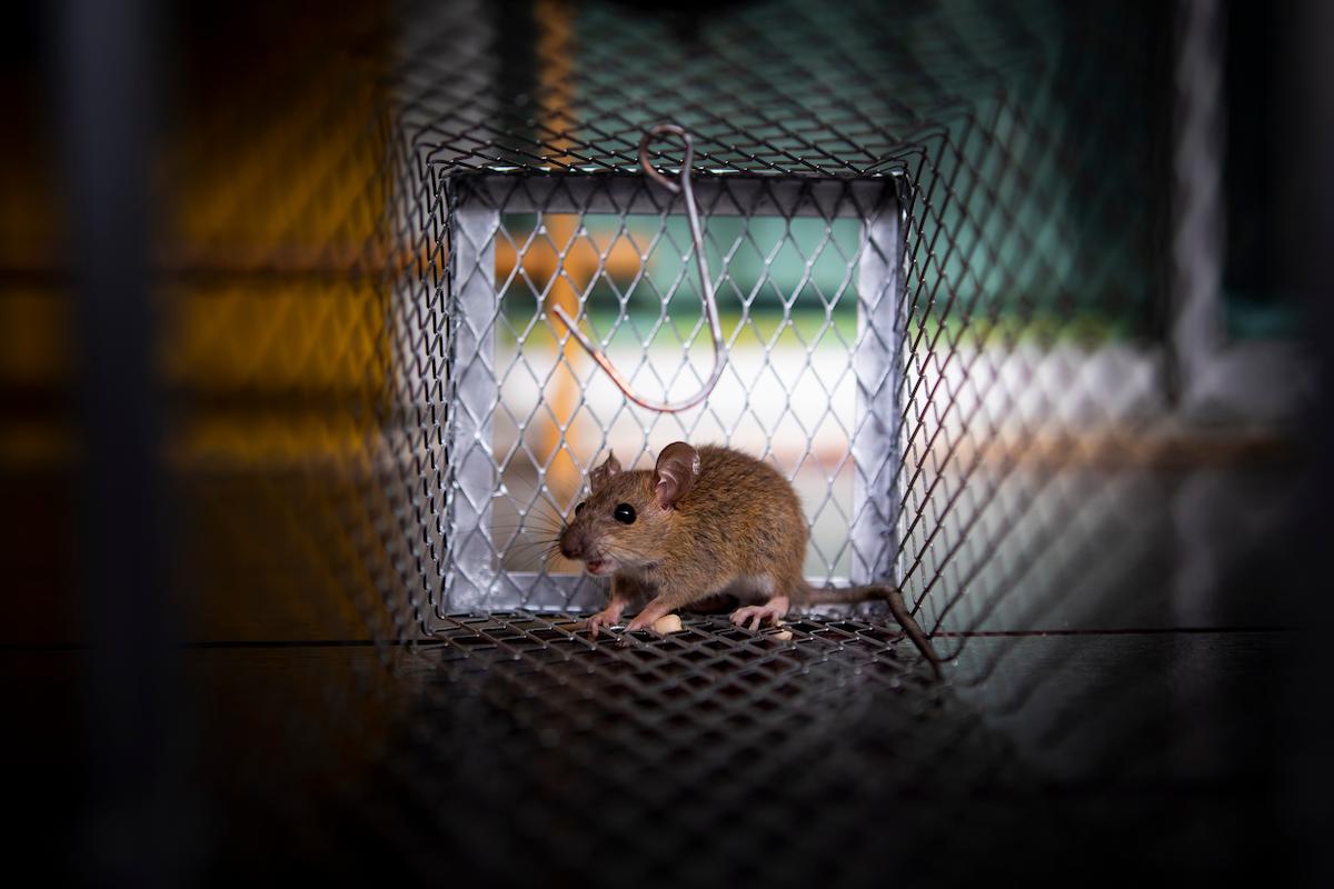 souris prise dans une cage