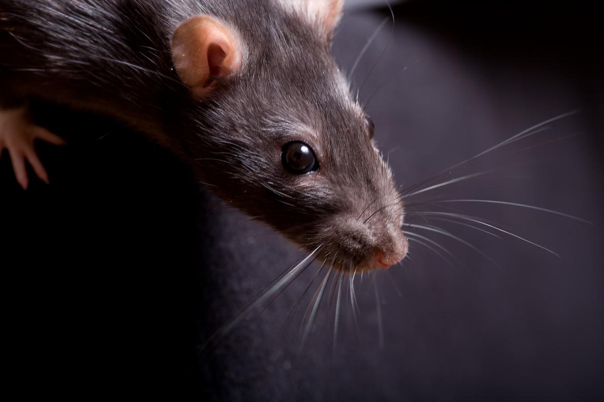 tete de rat