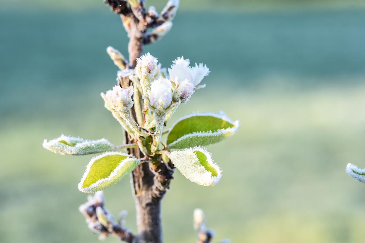 Fleur givrée sur arbre fruitier