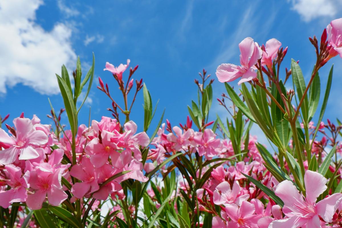Gros plan fleurs de laurier rose