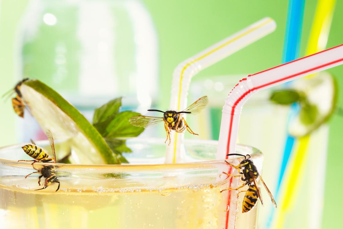 Guepes sur un verre avec boisson