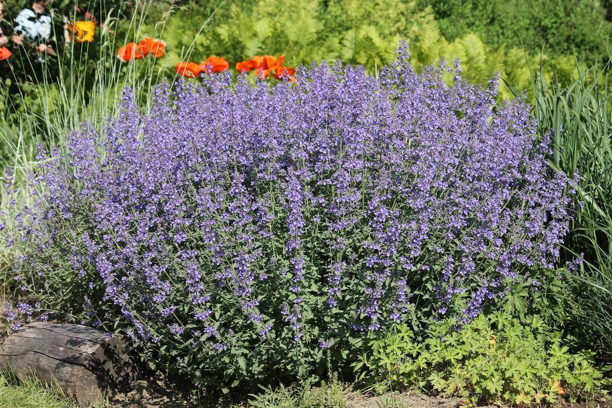 Nepeta