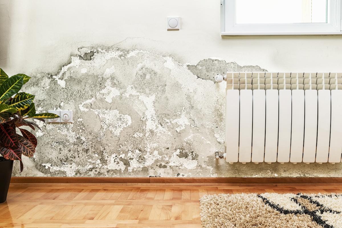 Comment prévenir la moisissure sur les murs ?