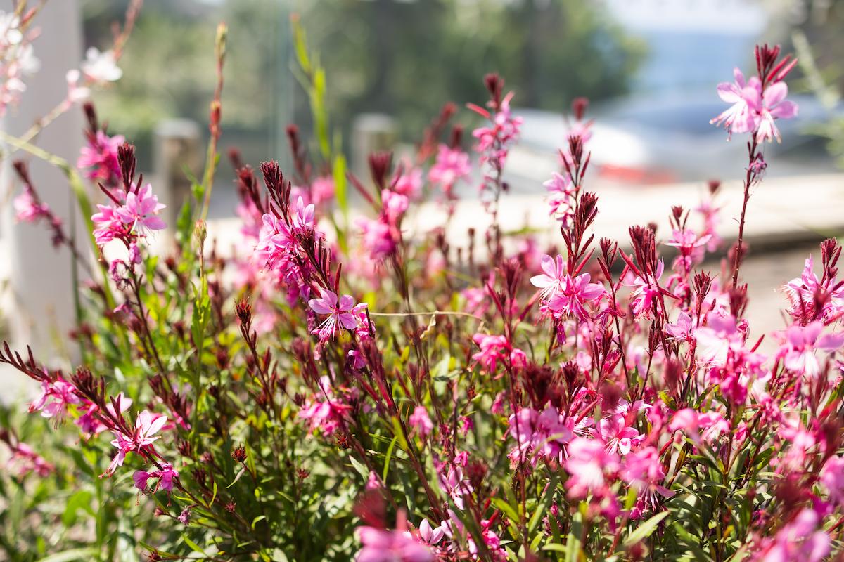 Zoom sur les fleurs roses d'un gaura