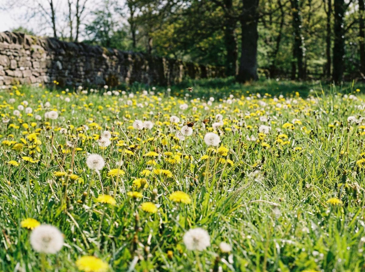 pelouse envahie de pissenlits