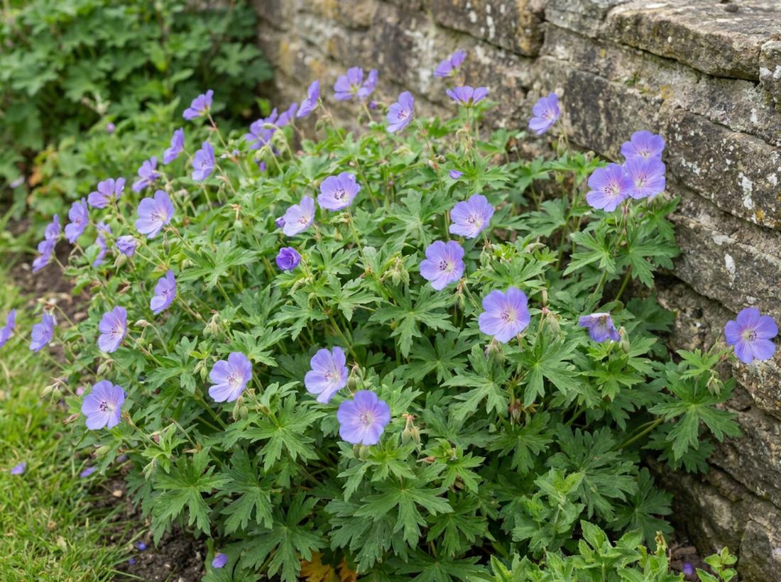 geranium vivace
