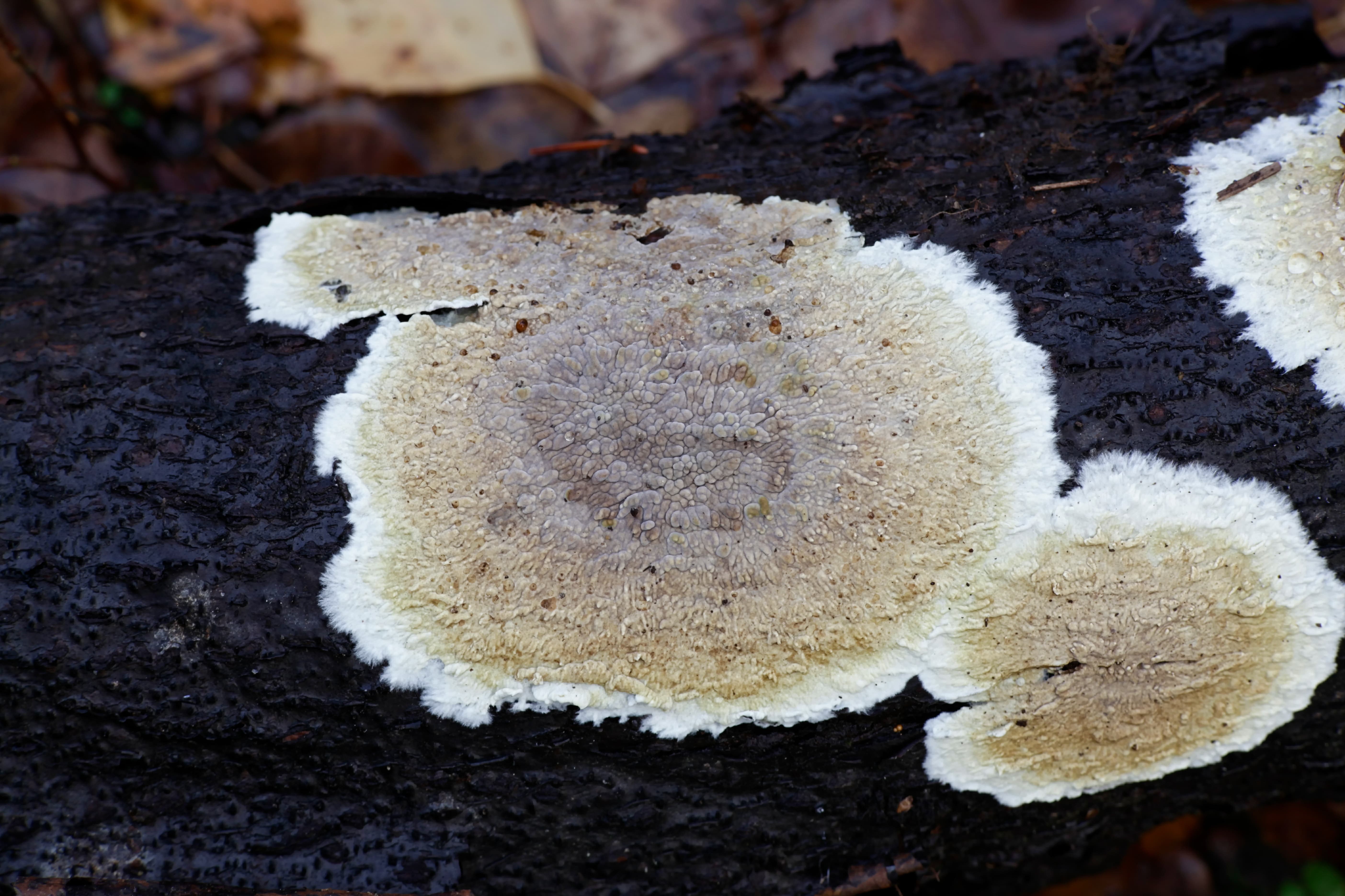 coniophore des caves